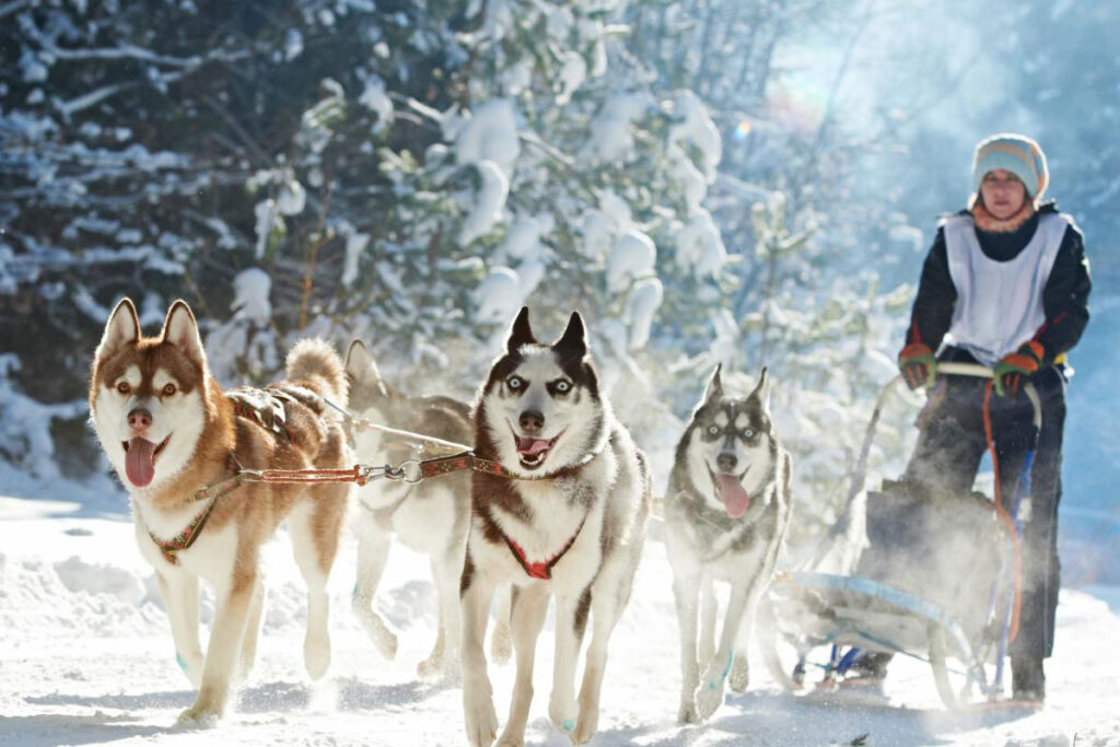 person dog sledding