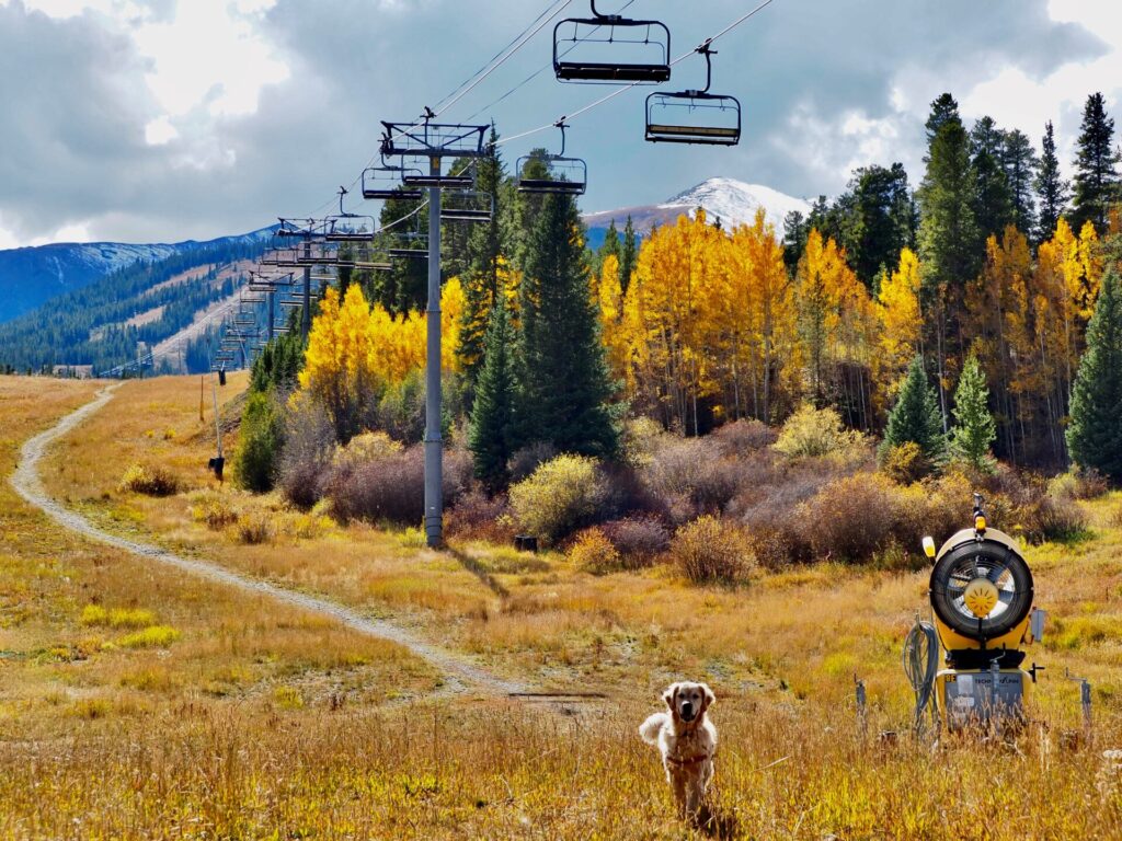 Dog in fall under ski lift