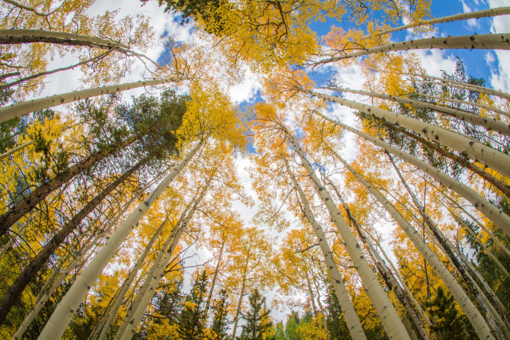 Aspen trees in the fall