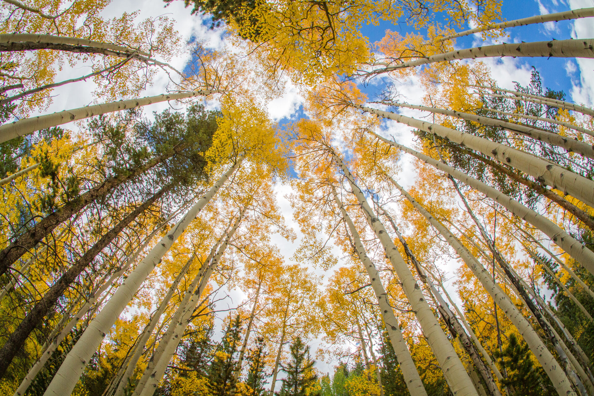 Aspen trees in the fall