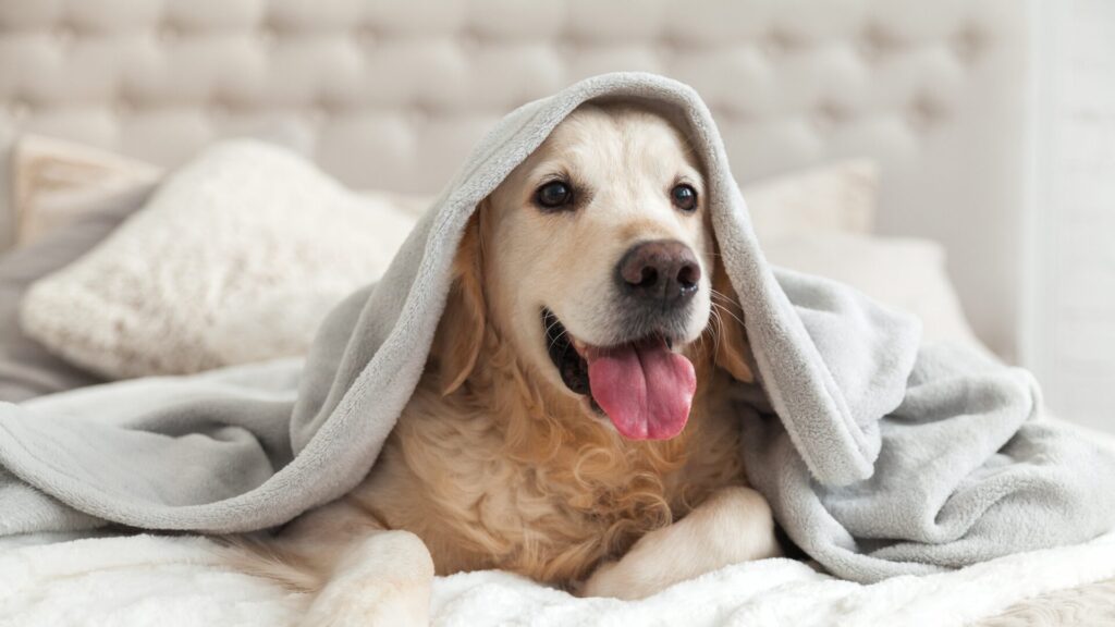 golden retriever under the sheets