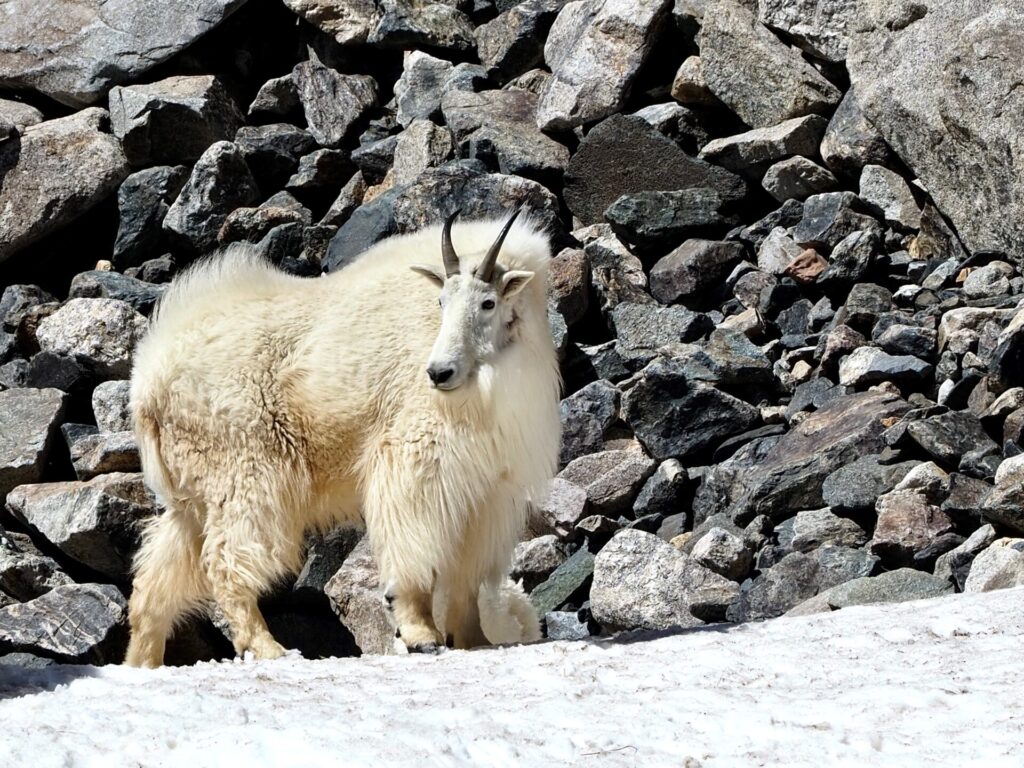 winter wildlife mountain goat