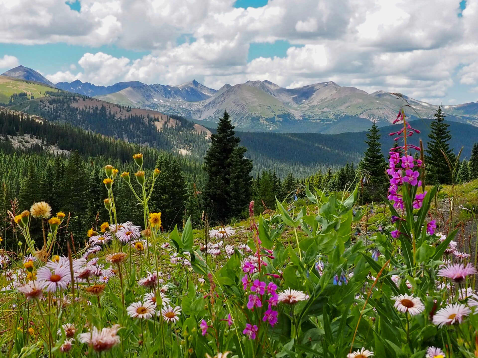 Summer Boreas Pass Wildflowers